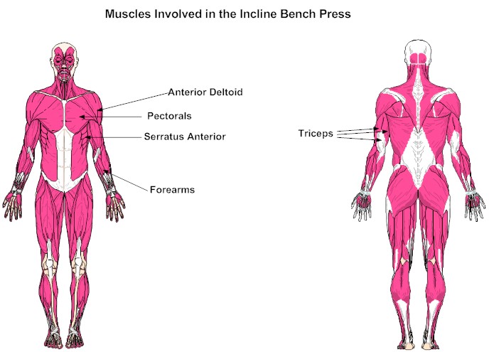 Muscles Involved in the Incline Bench Press